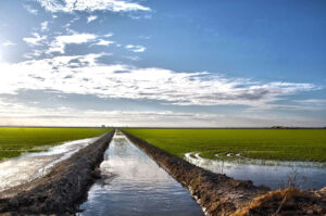 cultivo-arrozua-2025-300x199 🌾 El sabor del sur en cada grano | La esencia de Arroz Doña Ana