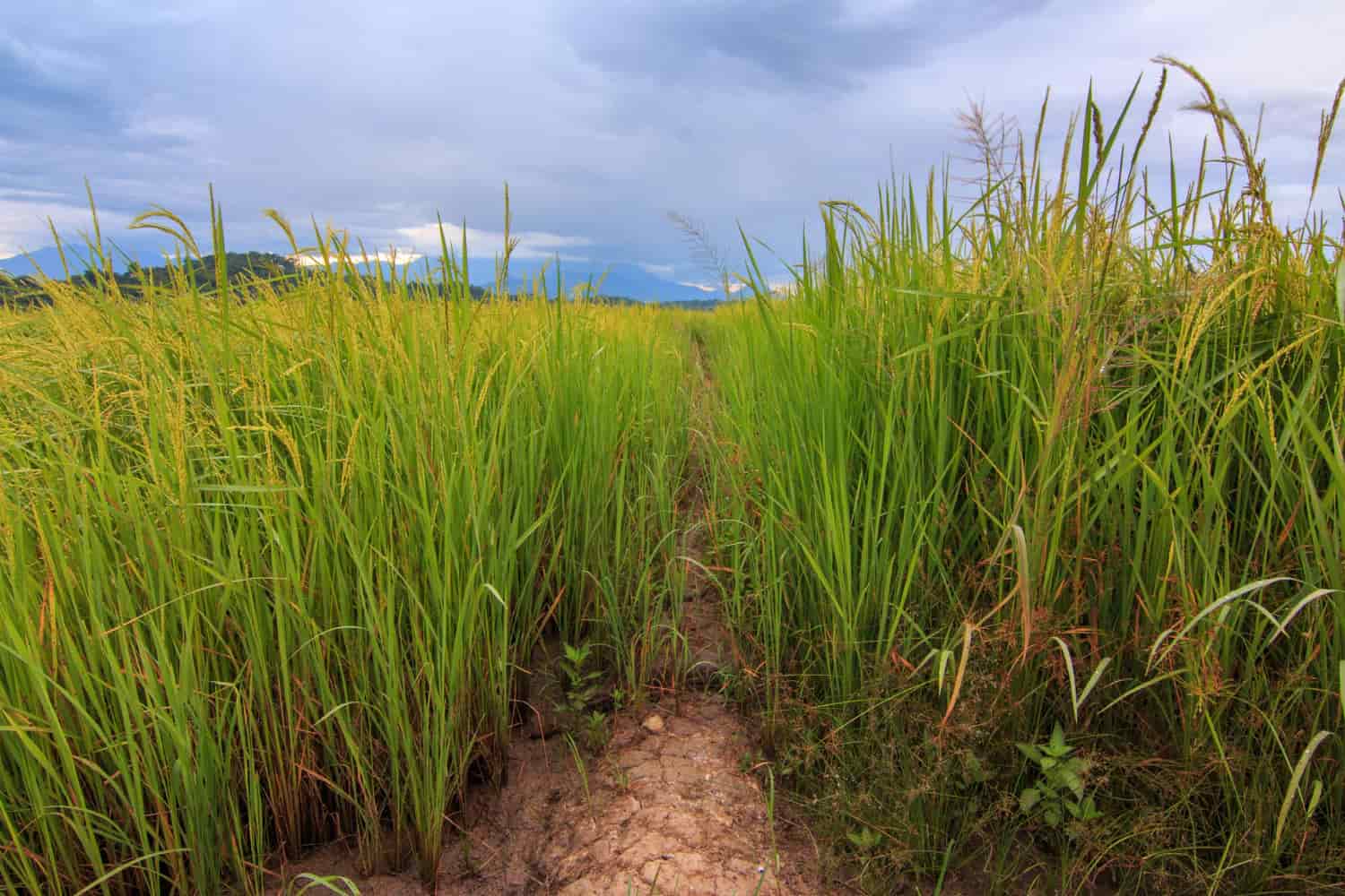 10734209-1 La innovación en el cultivo de arroz: sostenibilidad en las marismas del Guadalquivir
