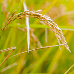 Instagram-1080-x-1080-3-300x300 Cultivo sostenible, sabor auténtico