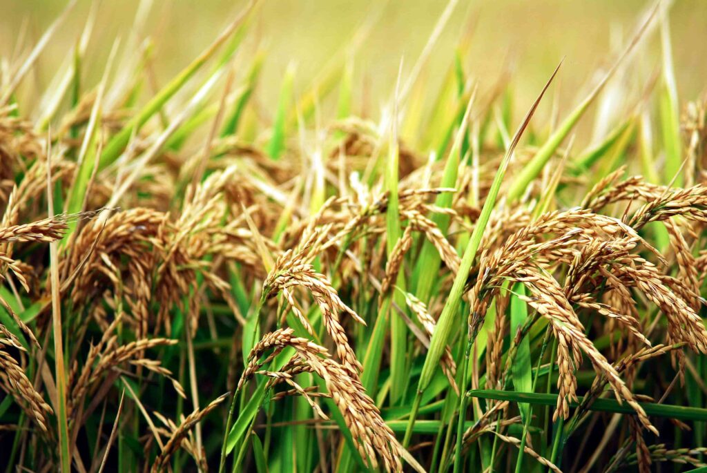 Arroz-3-1-1-1024x685 El invierno también cultiva: el trabajo invisible que define la calidad del arroz